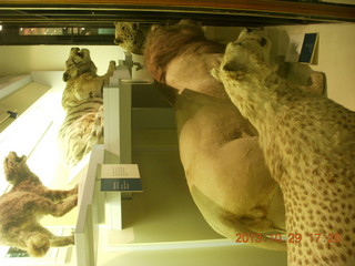 London Natural History Museum - cats