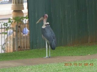 Kampala Sheraton run - large strange bird