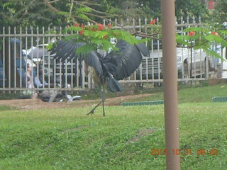 Kampala Sheraton run - large strange bird