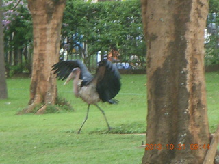 Kampala Sheraton run - large strange bird