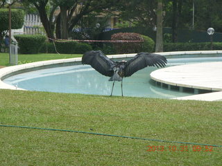 Kampala Sheraton run - large strange bird