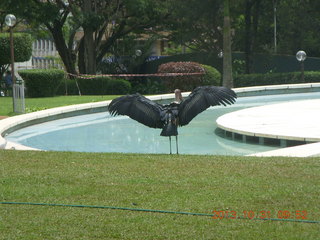 Kampala Sheraton run - large strange bird