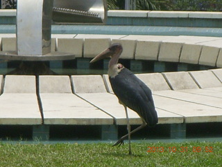 Kampala Sheraton run - large strange bird