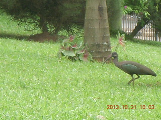 Kampala Sheraton run