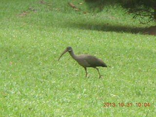 Kampala Sheraton run