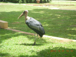 Kampala Sheraton run - large strange bird