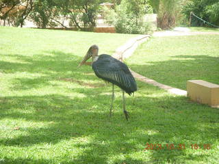 Kampala Sheraton run - large strange bird