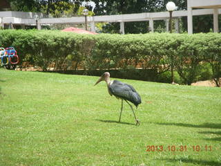 Kampala Sheraton run - pond