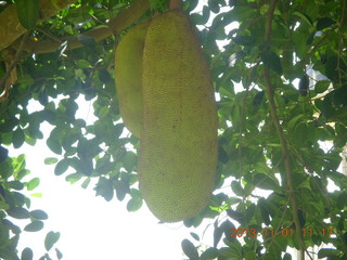 56 8f1. Uganda - drive north to Chobe Sarari Lodge - strange, bulbous fruit