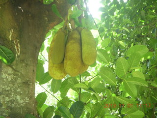 Uganda - drive north to Chobe Sarari Lodge - strange, bulbous fruit