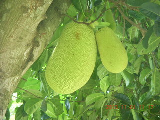 Uganda - drive north to Chobe Sarari Lodge - strange, bulbous fruit