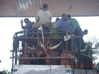 Uganda - drive north to Chobe Sarari Lodge - cattle on truck