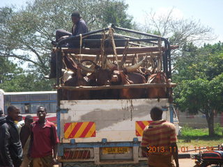 Uganda - drive north to Chobe Sarari Lodge - cattle on truck