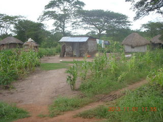 Uganda - drive north to Chobe Sarari Lodge - cattle on truck