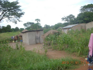 Uganda - drive north to Chobe Sarari Lodge - cattle on truck