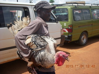 96 8f1. Uganda - drive north to Chobe Sarari Lodge