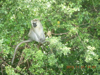 Uganda - drive north to Chobe Sarari Lodge