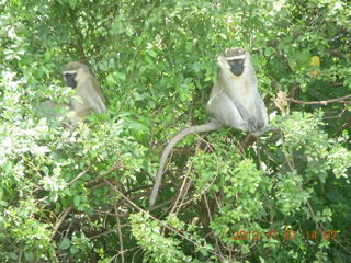 Uganda - drive north to Chobe Sarari Lodge