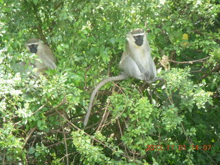 Uganda - drive north to Chobe Sarari Lodge - monkey