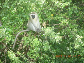 Uganda - drive north to Chobe Sarari Lodge - monkey