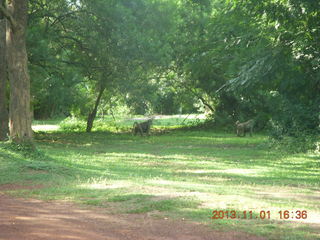 Uganda - Chobe Sarari Lodge path