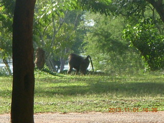 Uganda - Chobe Sarari Lodge - baboon