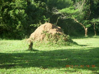 Uganda - Chobe Sarari Lodge - termite mound