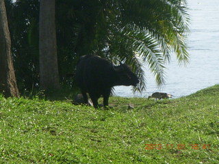 Uganda - Chobe Sarari Lodge path