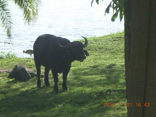 Uganda - Chobe Sarari Lodge path