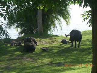 Uganda - Chobe Sarari Lodge - baboon