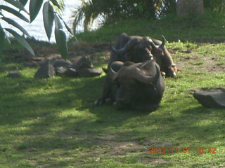 Uganda - Chobe Sarari Lodge - baboon