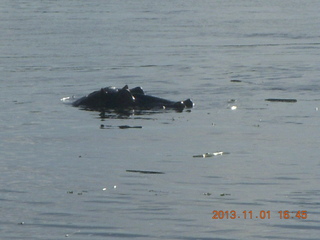 Uganda - Chobe Sarari Lodge - hippo