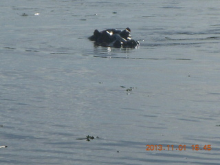 Uganda - Chobe Sarari Lodge - hippo