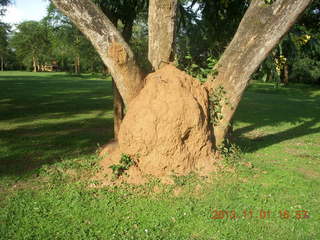 Uganda - Chobe Sarari Lodge - termite mound