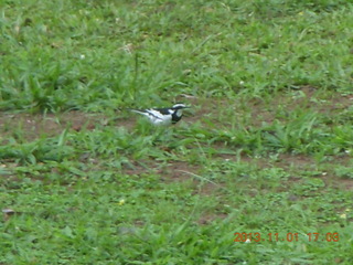 Uganda - Chobe Sarari Lodge - bird