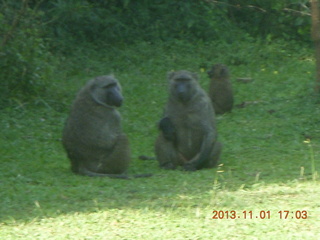 Uganda - Chobe Sarari Lodge - hippo