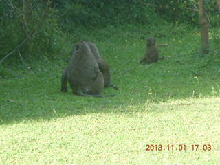 Uganda - Chobe Sarari Lodge - hippo