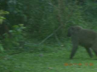 Uganda - Chobe Sarari Lodge