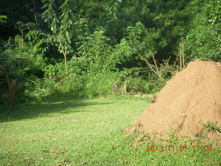 Uganda - Chobe Sarari Lodge - termite mound