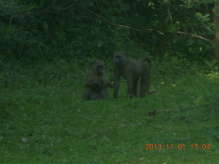 Uganda - Chobe Sarari Lodge - tour info