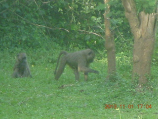 Uganda - Chobe Sarari Lodge - baboons