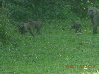 Uganda - Chobe Sarari Lodge - baboons