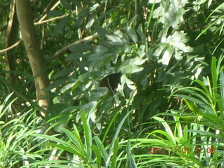 Uganda - Chobe Sarari Lodge - bird