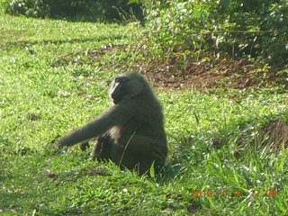 Uganda - Chobe Sarari Lodge - baboons