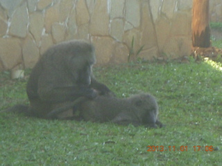 Uganda - Chobe Sarari Lodge - baboons