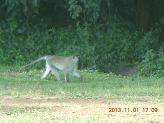 Uganda - Chobe Sarari Lodge - baboons