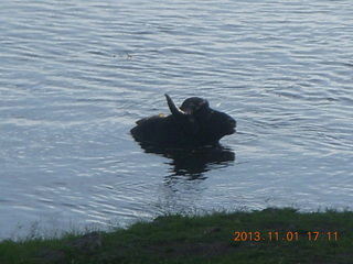 Uganda - Chobe Sarari Lodge - water buffalo