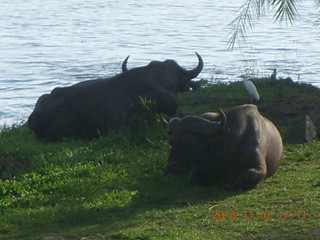 Uganda - Chobe Sarari Lodge - baboons