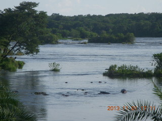 Uganda - Chobe Sarari Lodge - hippopotamoi