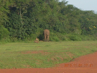 Uganda - Chobe Sarari Lodge - elephant at airstrip